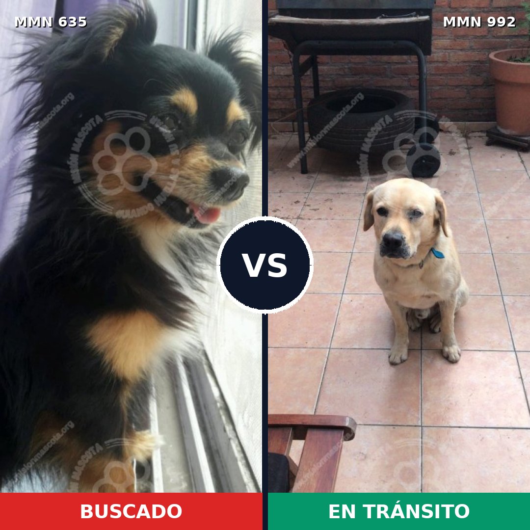 Comparativa MMS 15801: mascota perdida y mascota encontrada, 22% de similitud