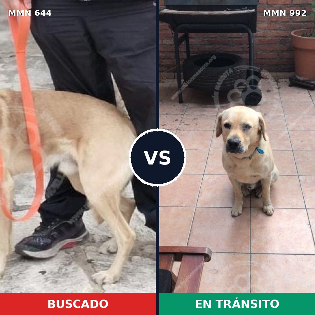 Comparativa MMS 15802: mascota perdida y mascota encontrada, 59% de similitud