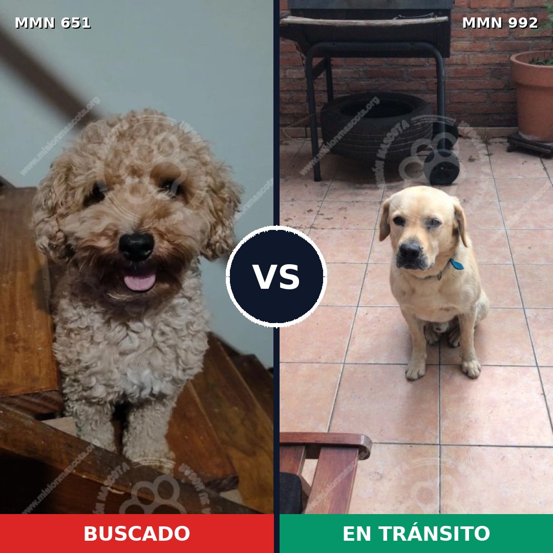 Comparativa MMS 15803: mascota perdida y mascota encontrada, 28% de similitud