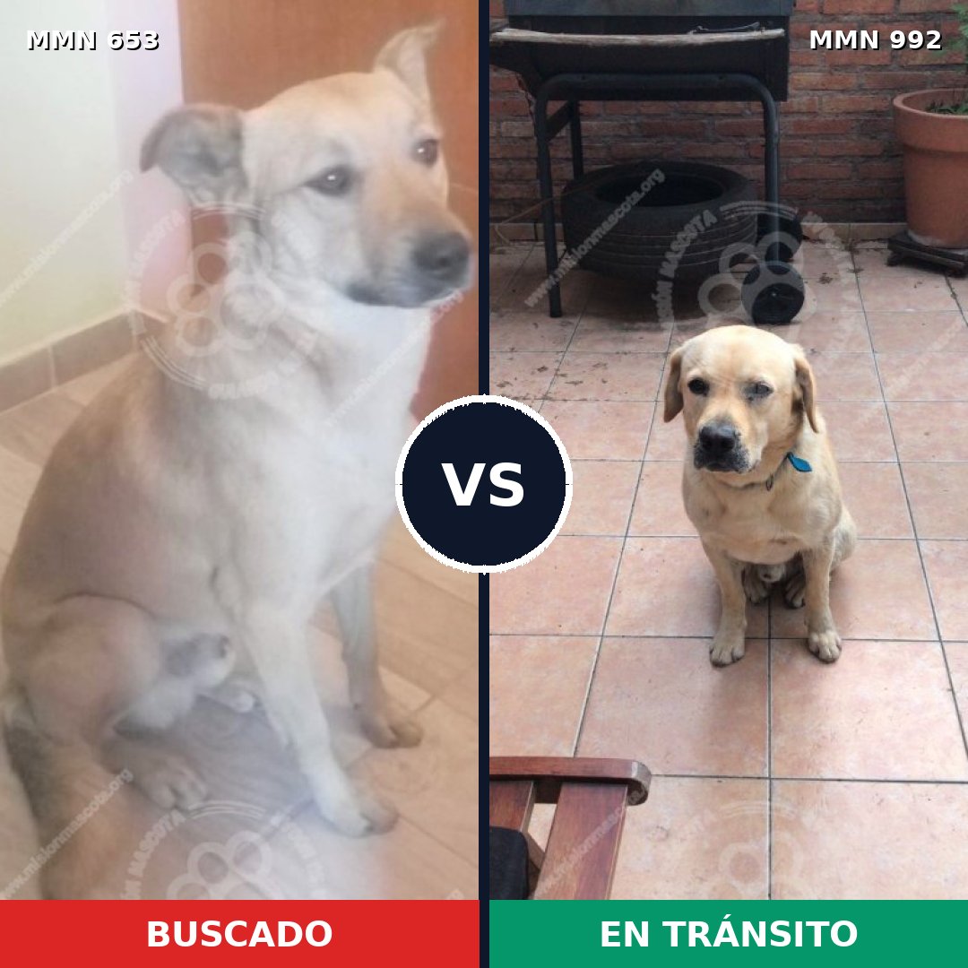 Comparativa MMS 15804: mascota perdida y mascota encontrada, 49% de similitud