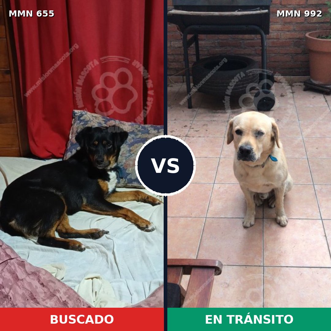 Comparativa MMS 15805: mascota perdida y mascota encontrada, 44% de similitud