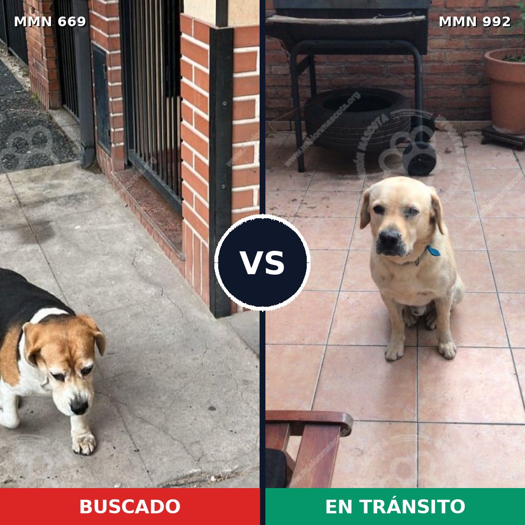 Comparativa MMS 15806: mascota perdida y mascota encontrada, 42% de similitud