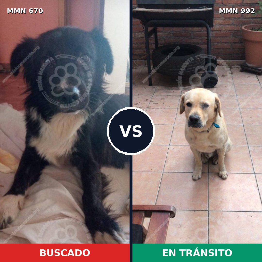 Comparativa MMS 15807: mascota perdida y mascota encontrada, 40% de similitud