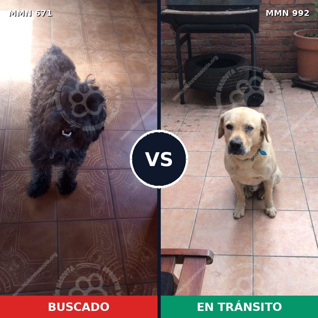 Comparativa MMS 15808: mascota perdida y mascota encontrada, 34% de similitud