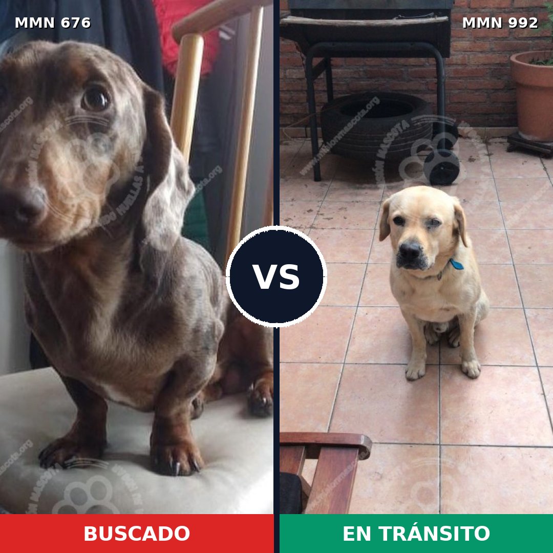 Comparativa MMS 15809: mascota perdida y mascota encontrada, 39% de similitud