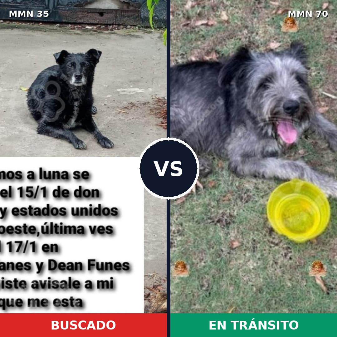 Comparativa MMS 1581: mascota perdida y mascota encontrada, 66% de similitud