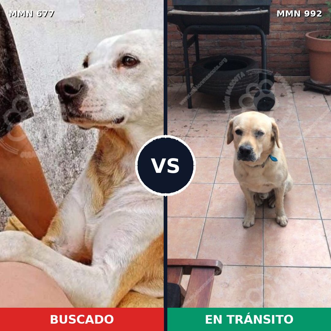 Comparativa MMS 15810: mascota perdida y mascota encontrada, 45% de similitud
