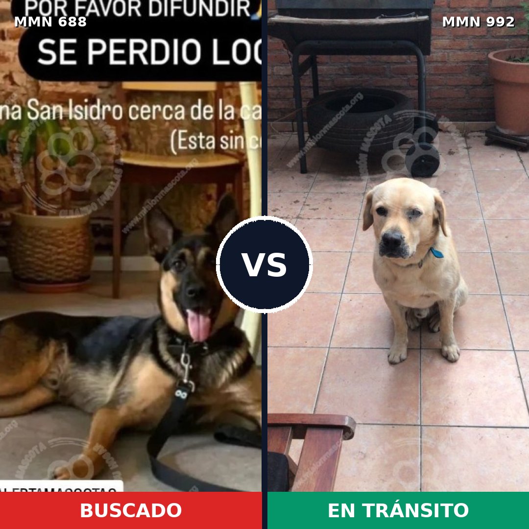 Comparativa MMS 15811: mascota perdida y mascota encontrada, 24% de similitud