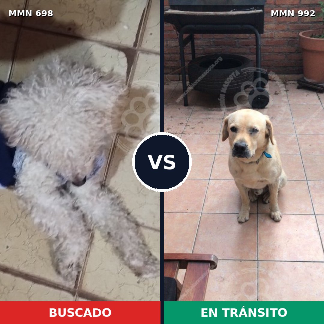 Comparativa MMS 15813: mascota perdida y mascota encontrada, 39% de similitud
