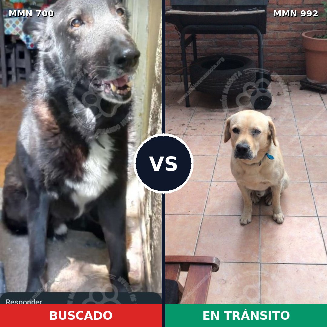 Comparativa MMS 15814: mascota perdida y mascota encontrada, 17% de similitud