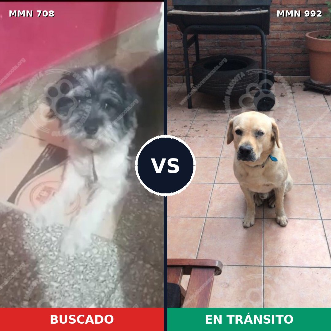 Comparativa MMS 15815: mascota perdida y mascota encontrada, 33% de similitud