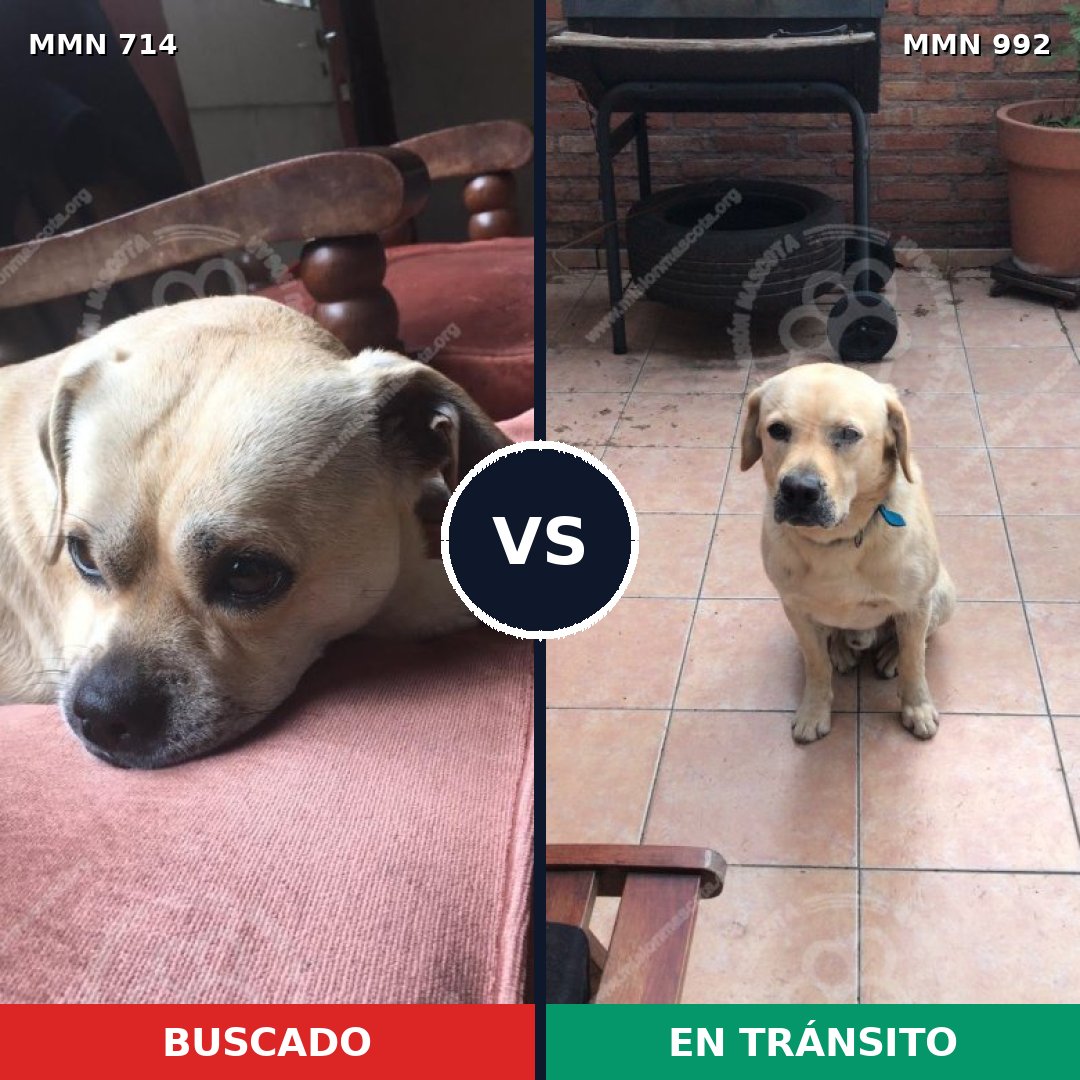 Comparativa MMS 15816: mascota perdida y mascota encontrada, 48% de similitud