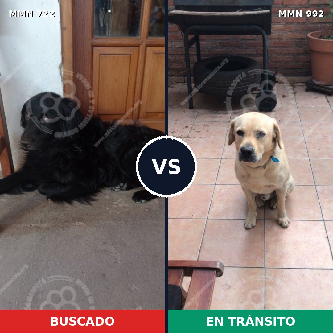 Comparativa MMS 15817: mascota perdida y mascota encontrada, 40% de similitud
