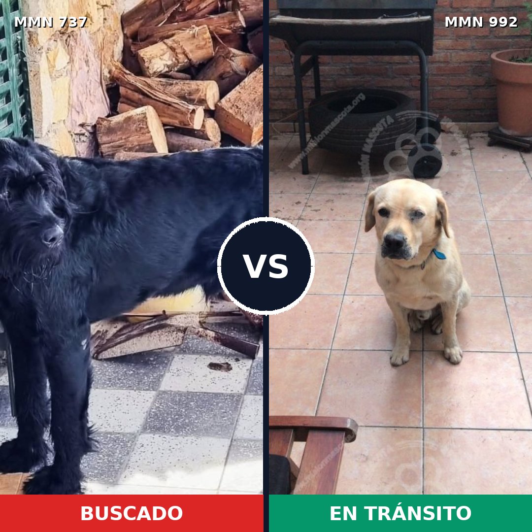 Comparativa MMS 15818: mascota perdida y mascota encontrada, 24% de similitud