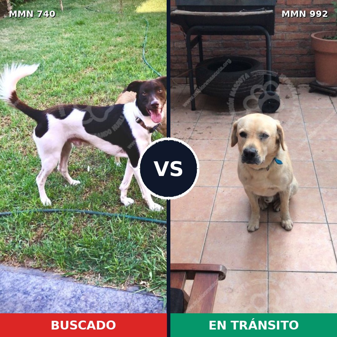 Comparativa MMS 15819: mascota perdida y mascota encontrada, 41% de similitud
