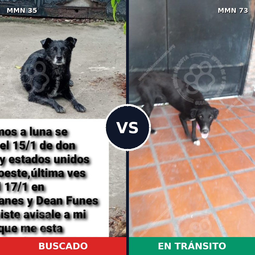 Comparativa MMS 1582: mascota perdida y mascota encontrada, 67% de similitud