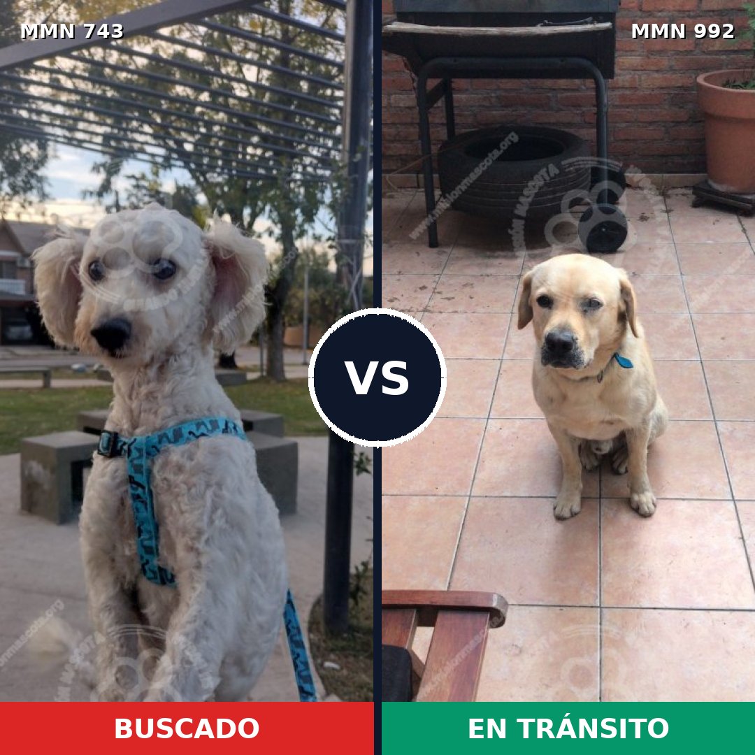 Comparativa MMS 15820: mascota perdida y mascota encontrada, 50% de similitud