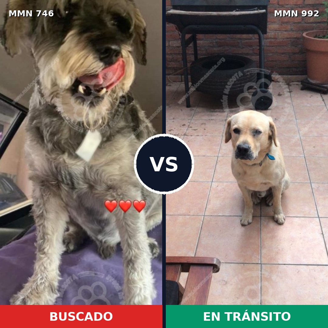 Comparativa MMS 15822: mascota perdida y mascota encontrada, 31% de similitud