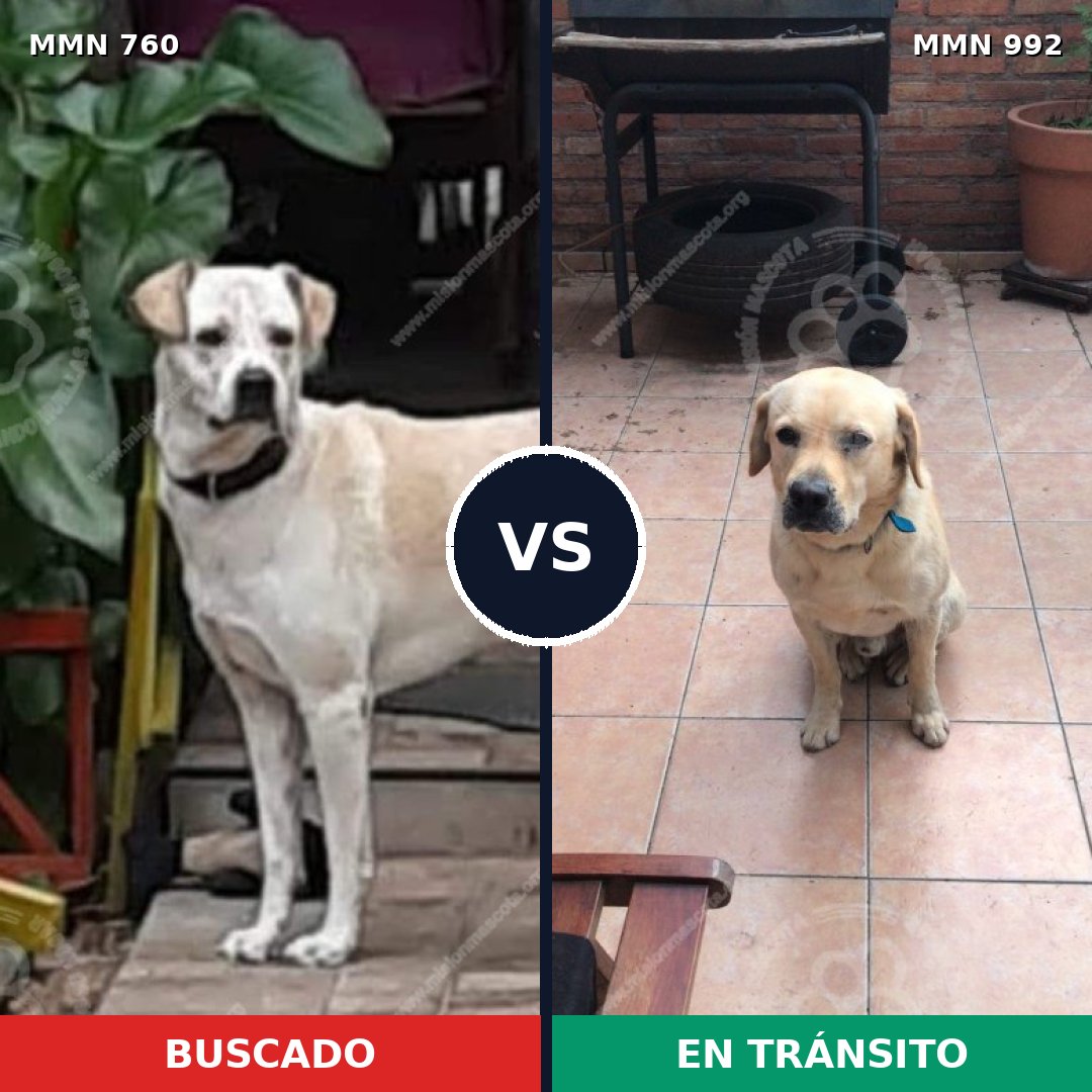 Comparativa MMS 15823: mascota perdida y mascota encontrada, 49% de similitud