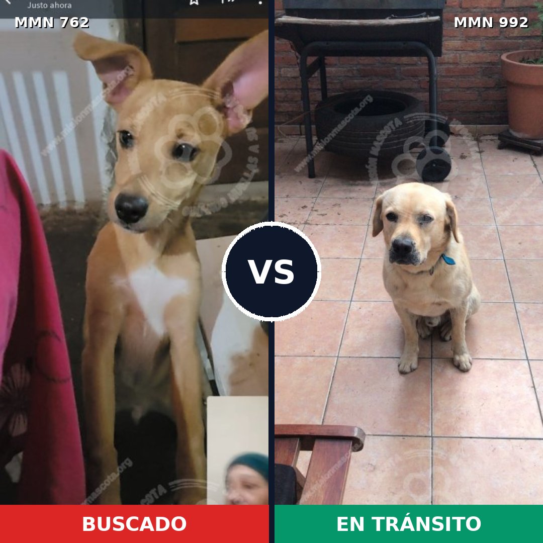 Comparativa MMS 15824: mascota perdida y mascota encontrada, 50% de similitud