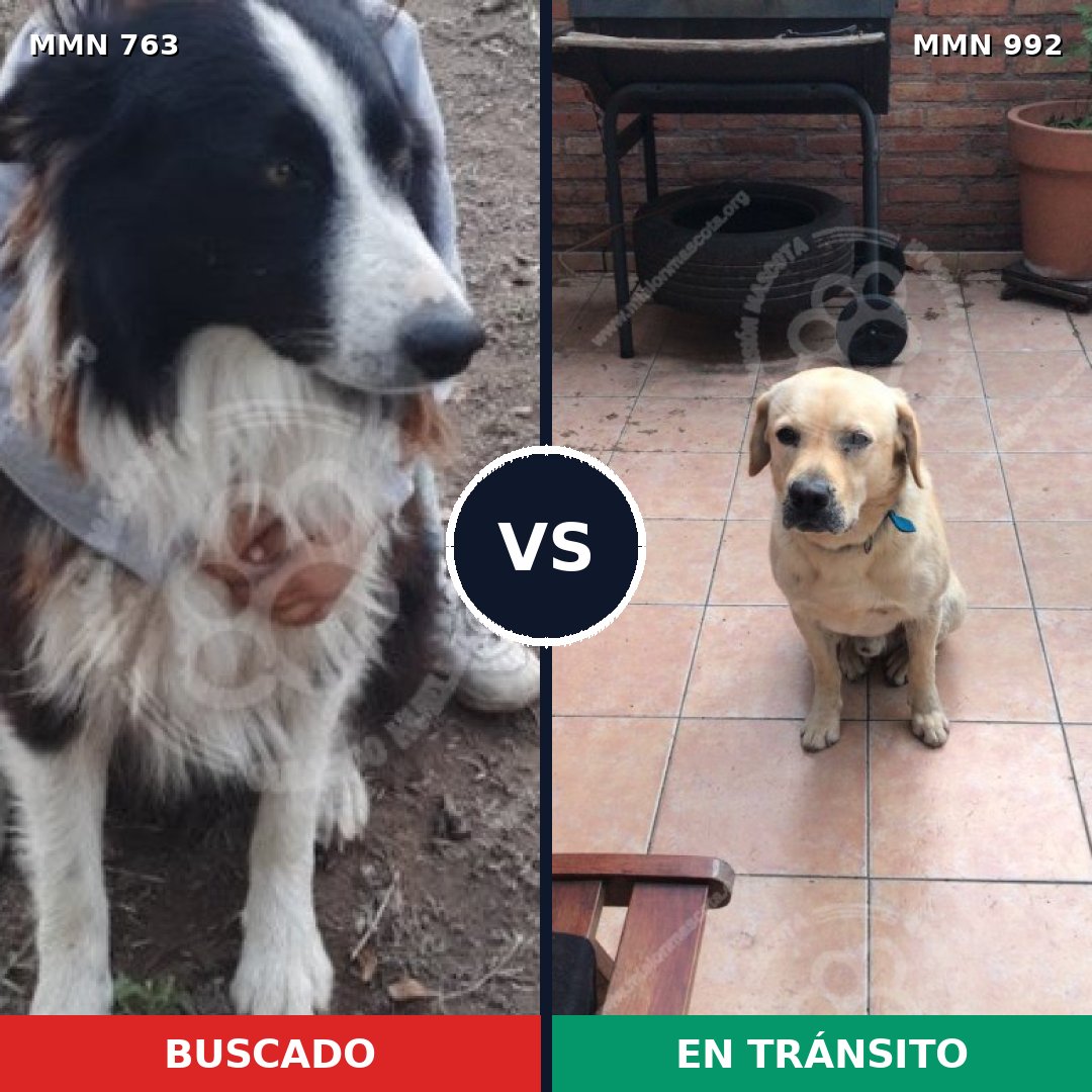 Comparativa MMS 15825: mascota perdida y mascota encontrada, 41% de similitud