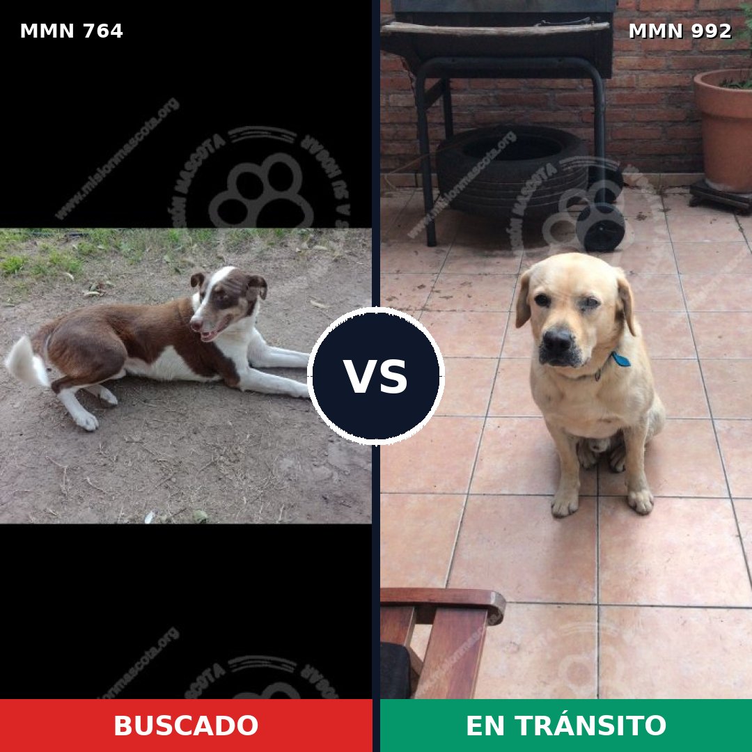Comparativa MMS 15826: mascota perdida y mascota encontrada, 33% de similitud