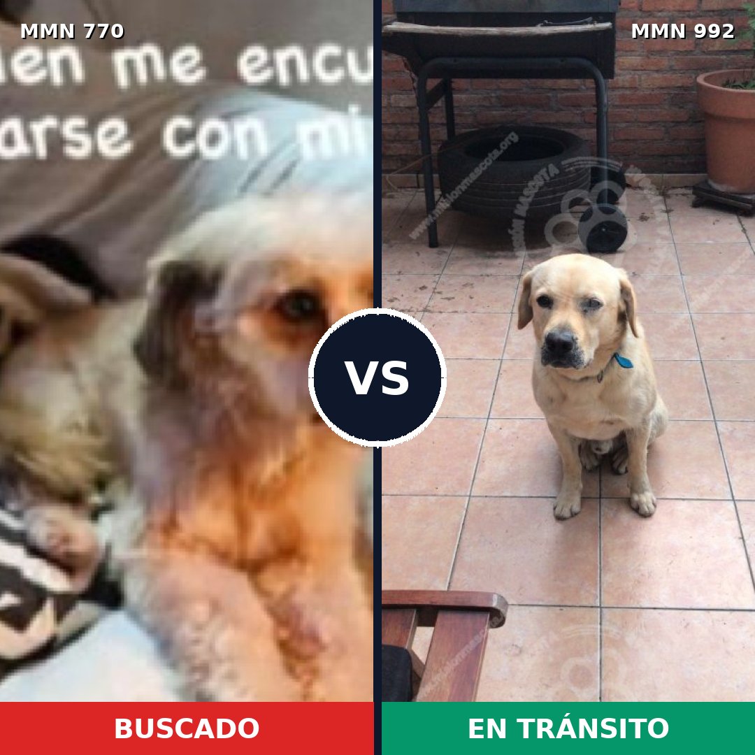 Comparativa MMS 15829: mascota perdida y mascota encontrada, 43% de similitud