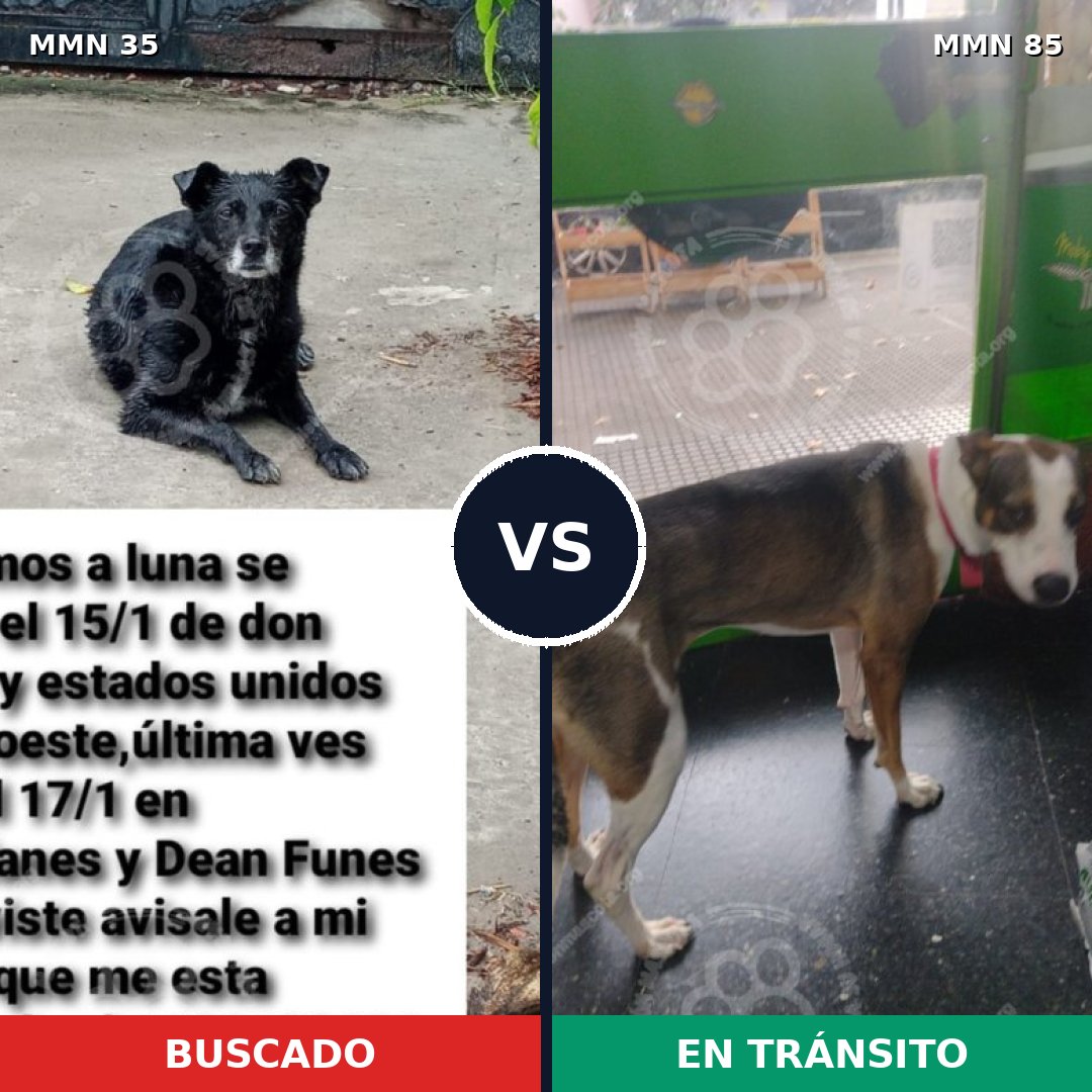 Comparativa MMS 1583: mascota perdida y mascota encontrada, 71% de similitud