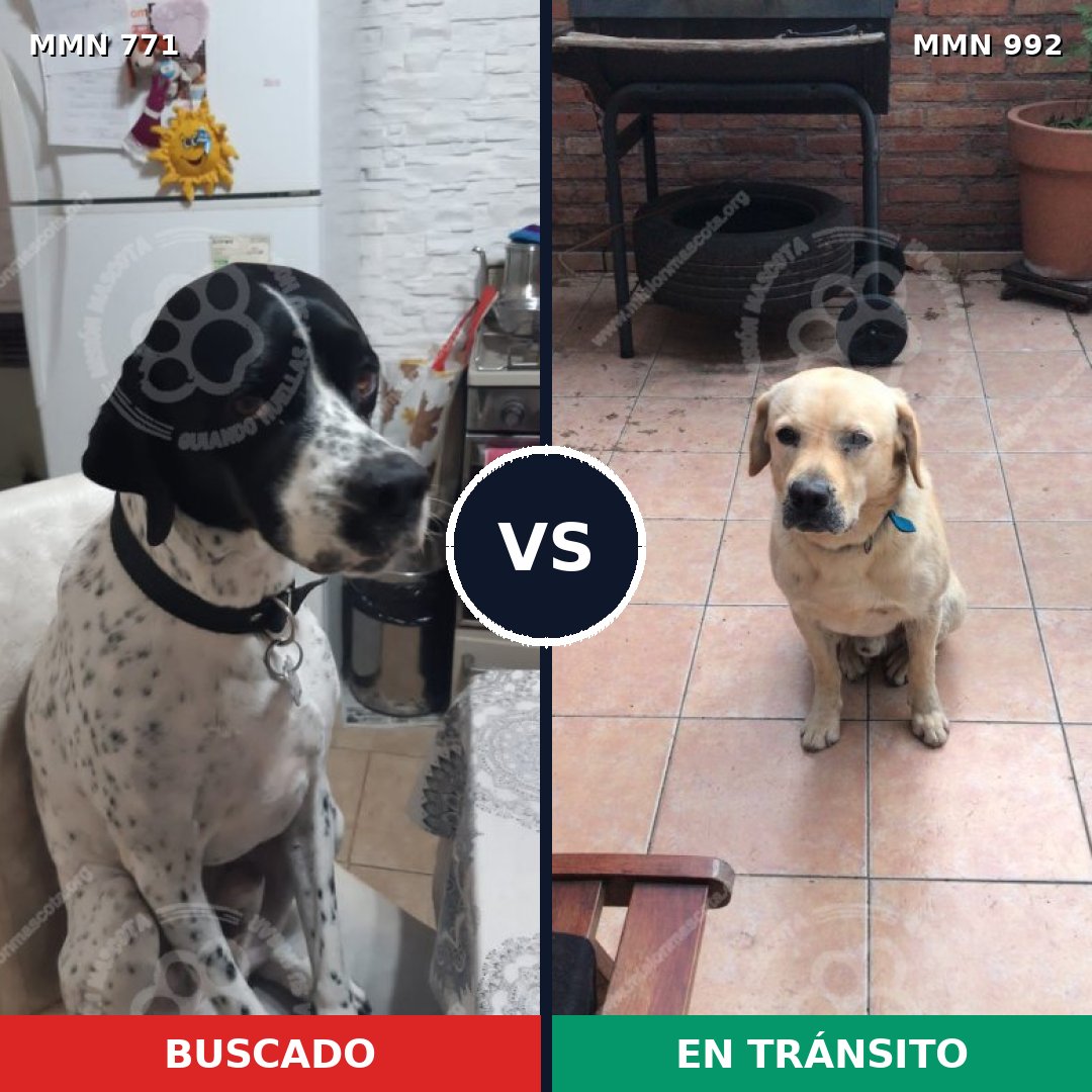Comparativa MMS 15830: mascota perdida y mascota encontrada, 37% de similitud