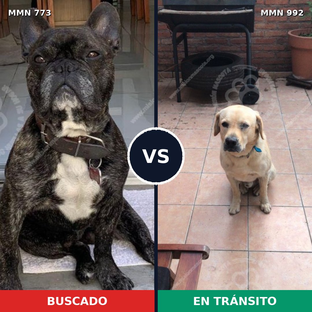 Comparativa MMS 15831: mascota perdida y mascota encontrada, 42% de similitud