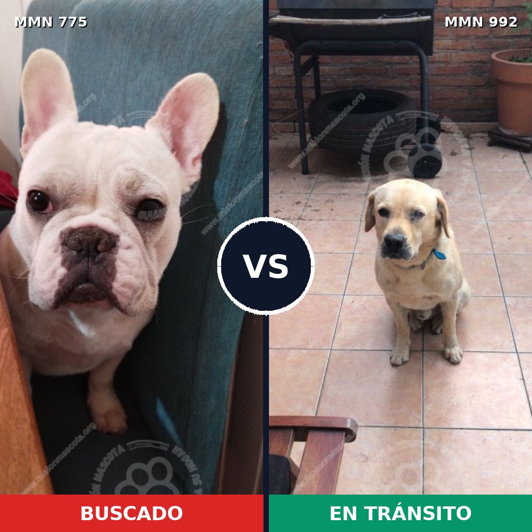 Comparativa MMS 15832: mascota perdida y mascota encontrada, 43% de similitud