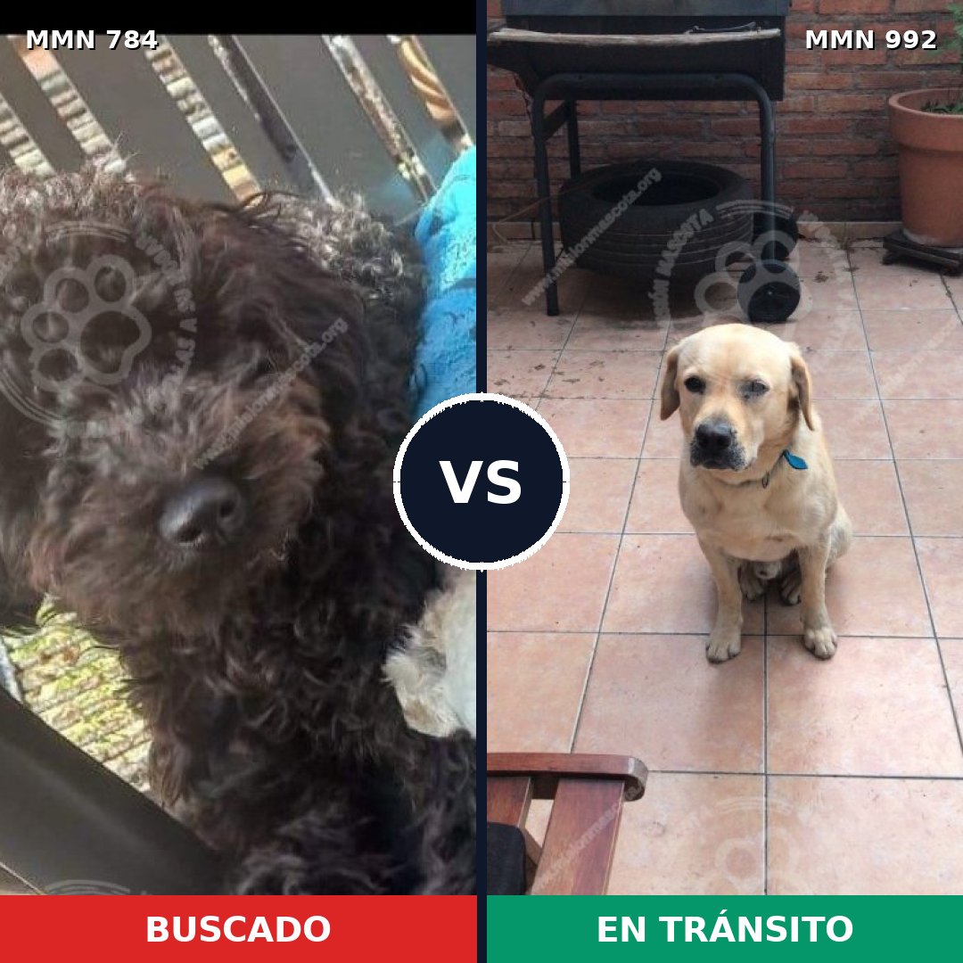 Comparativa MMS 15835: mascota perdida y mascota encontrada, 33% de similitud