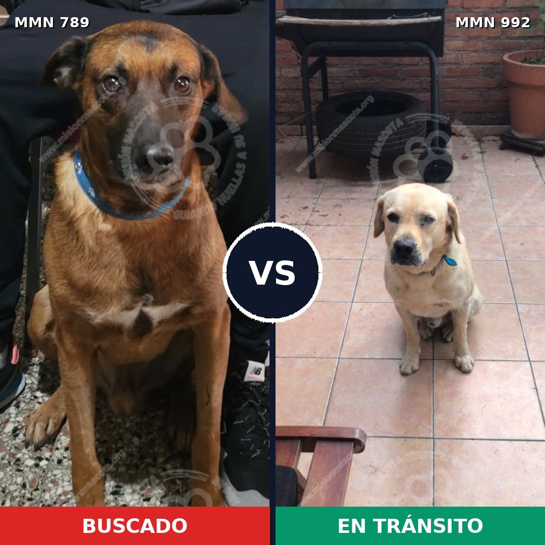 Comparativa MMS 15836: mascota perdida y mascota encontrada, 44% de similitud