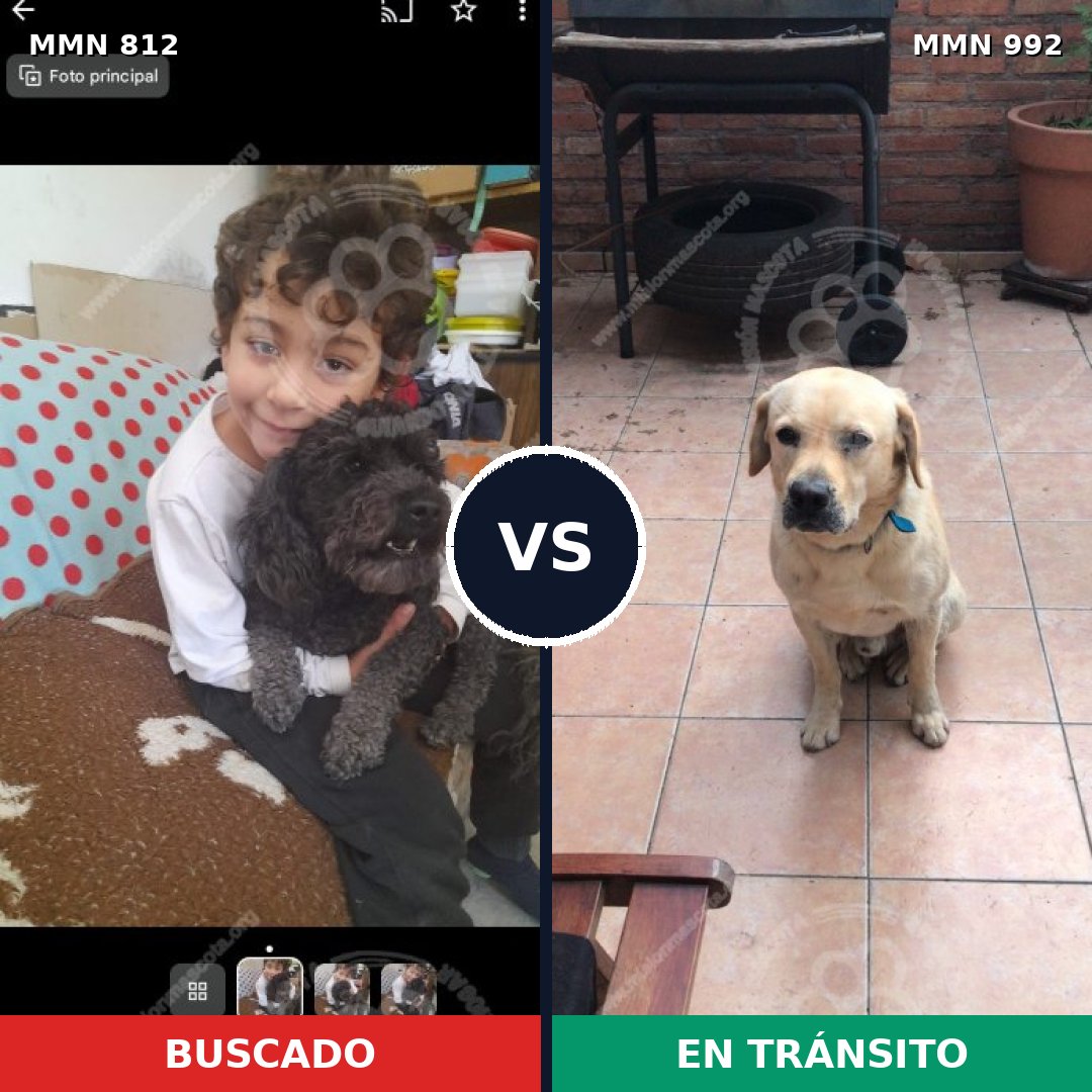 Comparativa MMS 15837: mascota perdida y mascota encontrada, 26% de similitud