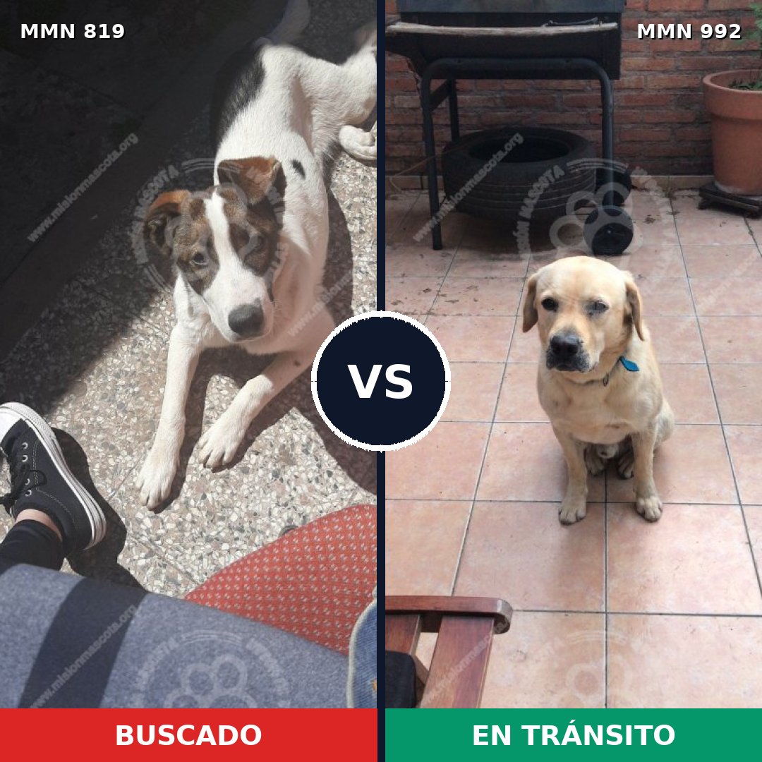 Comparativa MMS 15839: mascota perdida y mascota encontrada, 45% de similitud