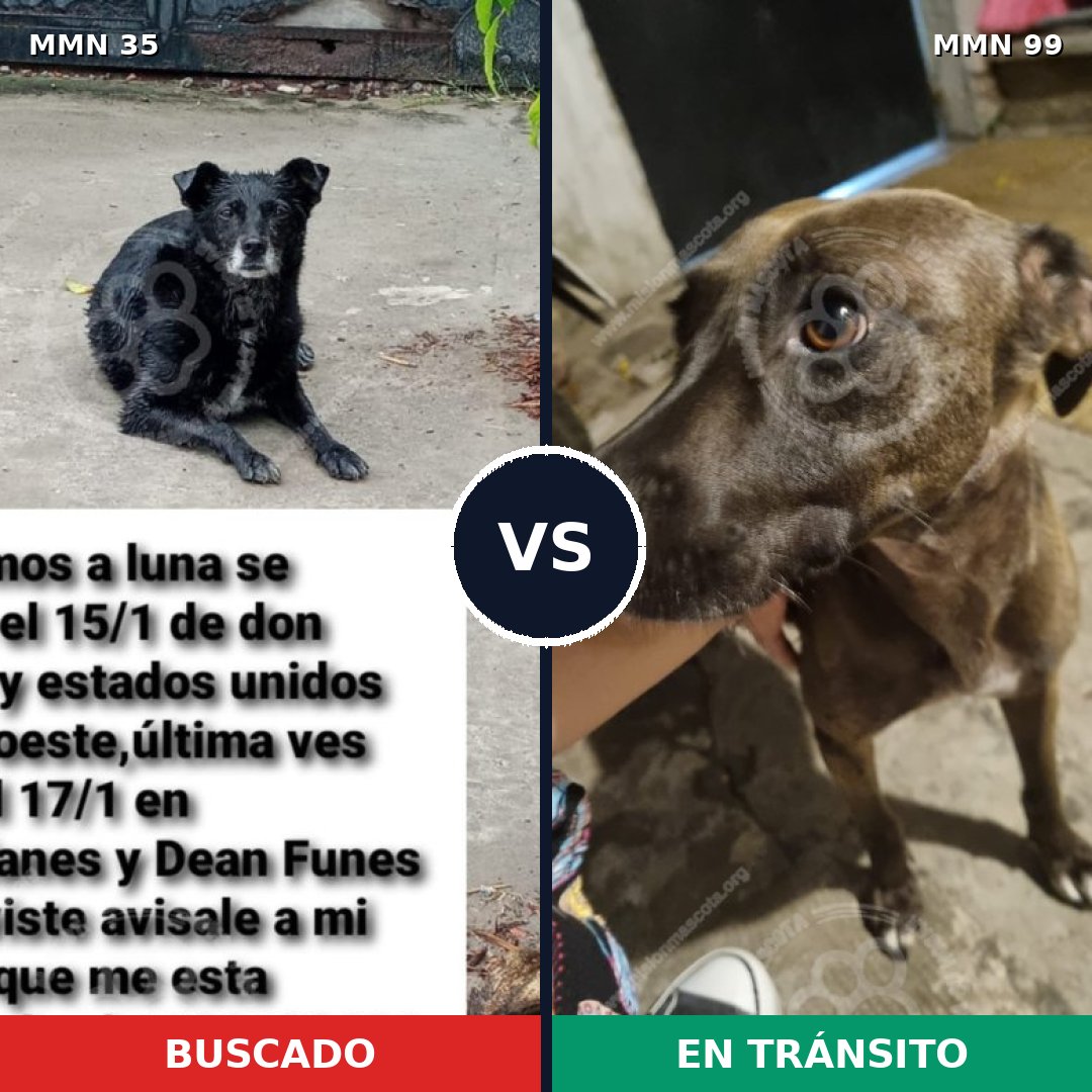 Comparativa MMS 1584: mascota perdida y mascota encontrada, 46% de similitud