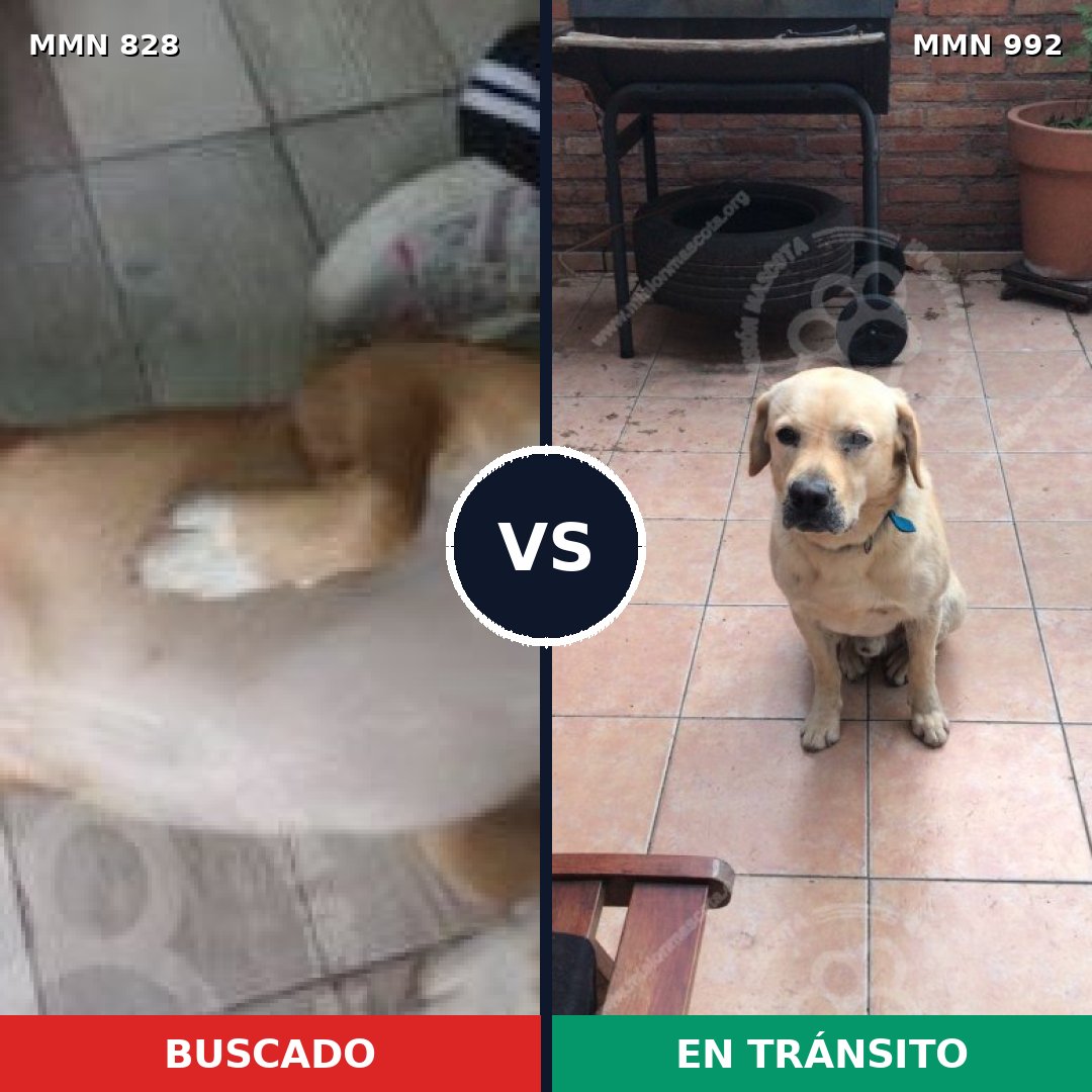 Comparativa MMS 15840: mascota perdida y mascota encontrada, 52% de similitud