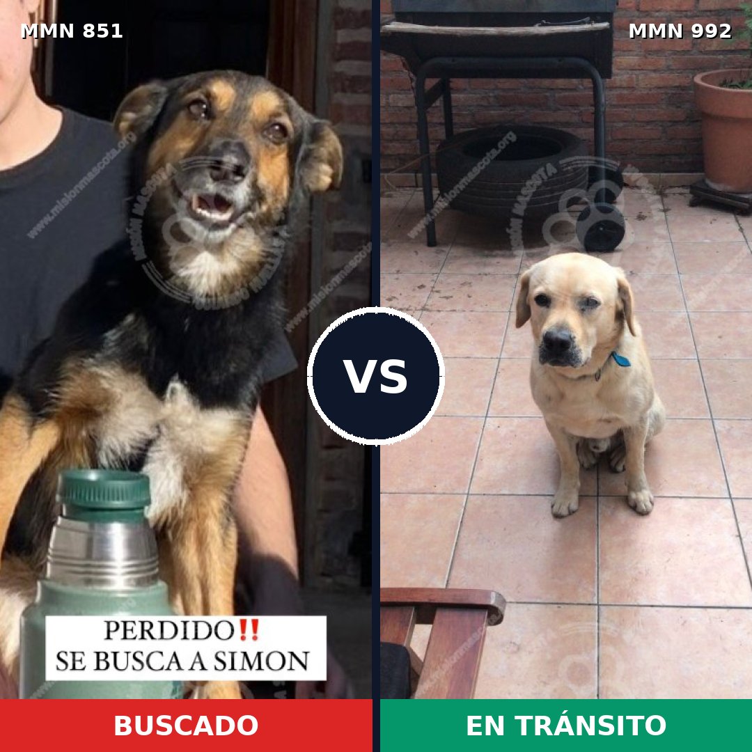 Comparativa MMS 15842: mascota perdida y mascota encontrada, 42% de similitud