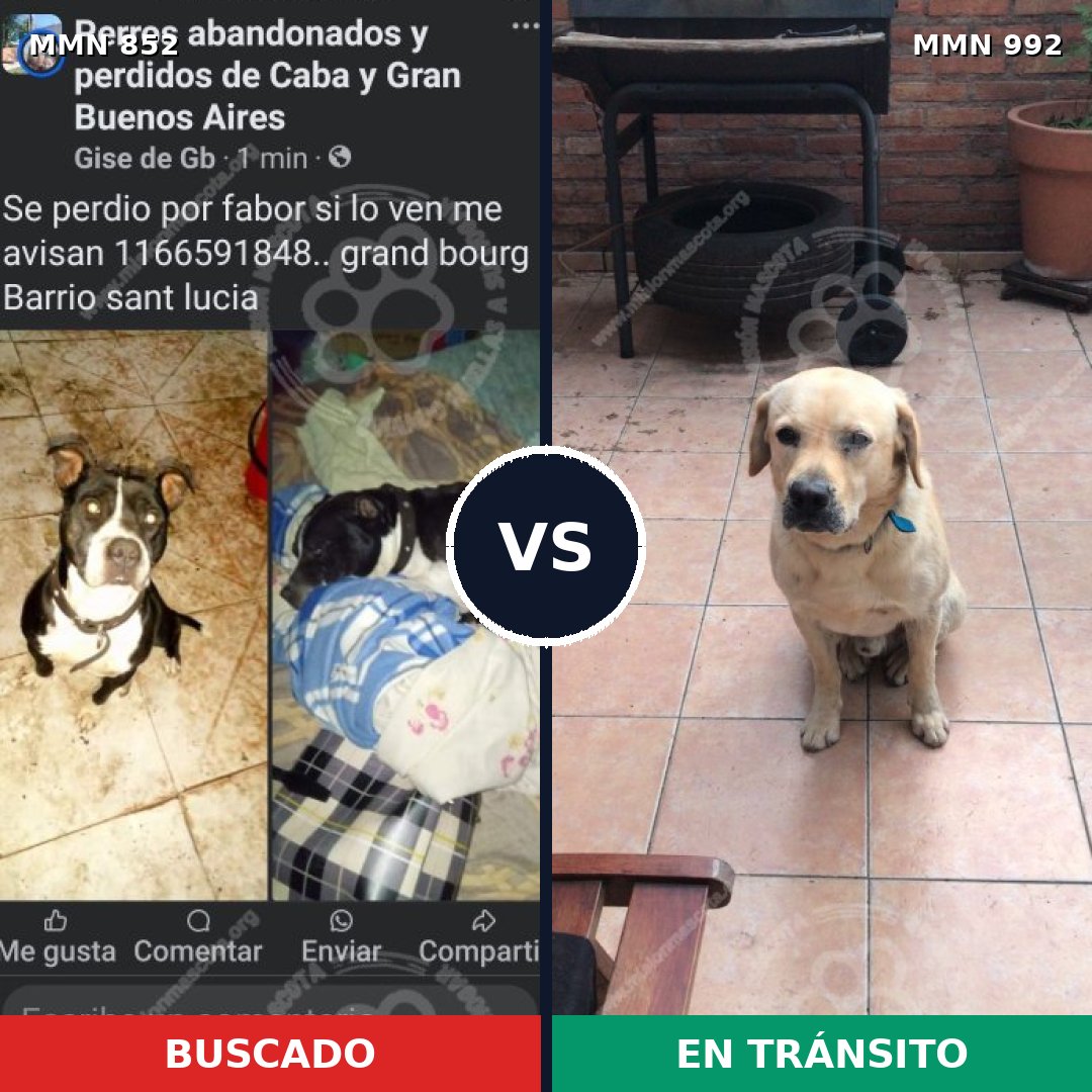 Comparativa MMS 15843: mascota perdida y mascota encontrada, 38% de similitud