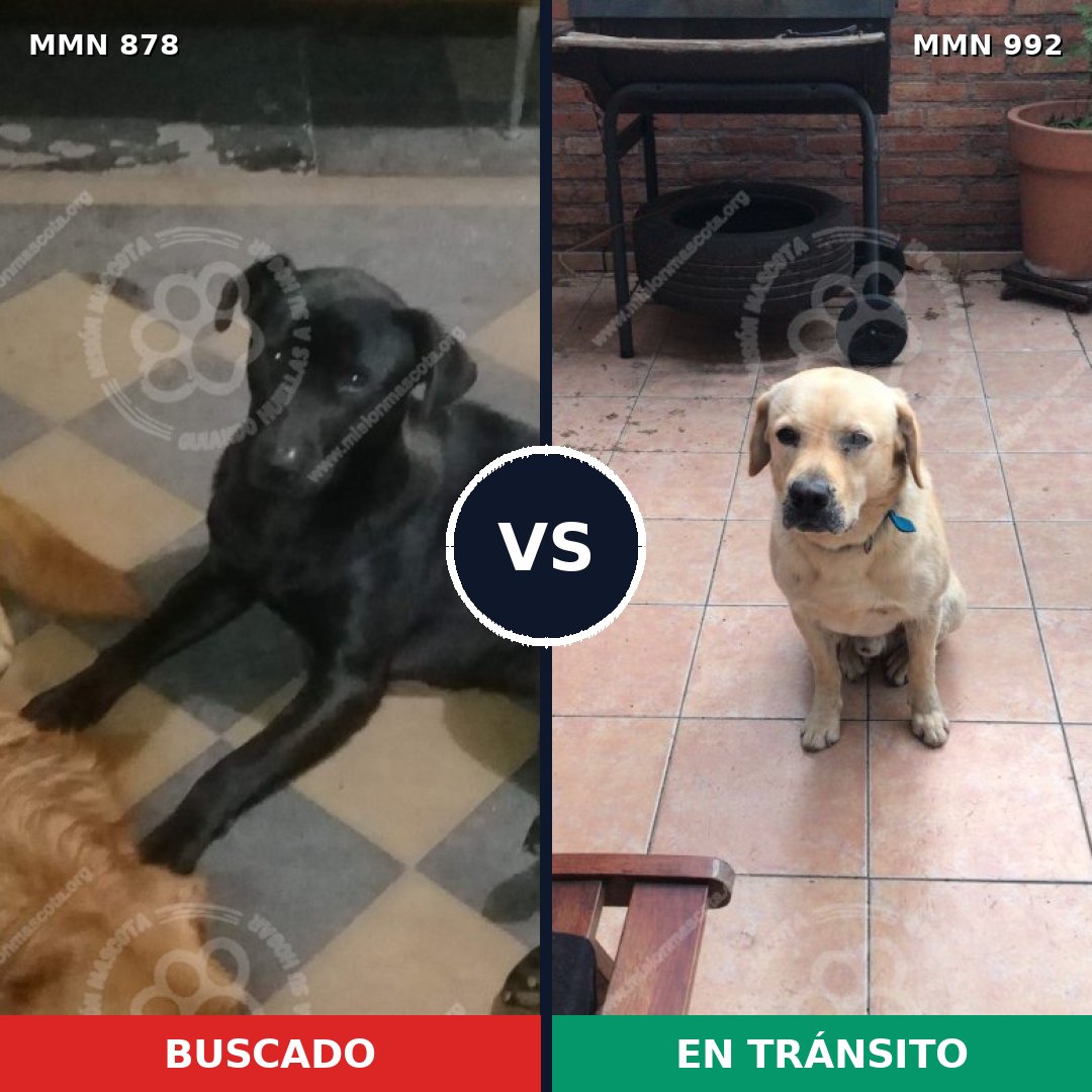 Comparativa MMS 15846: mascota perdida y mascota encontrada, 43% de similitud