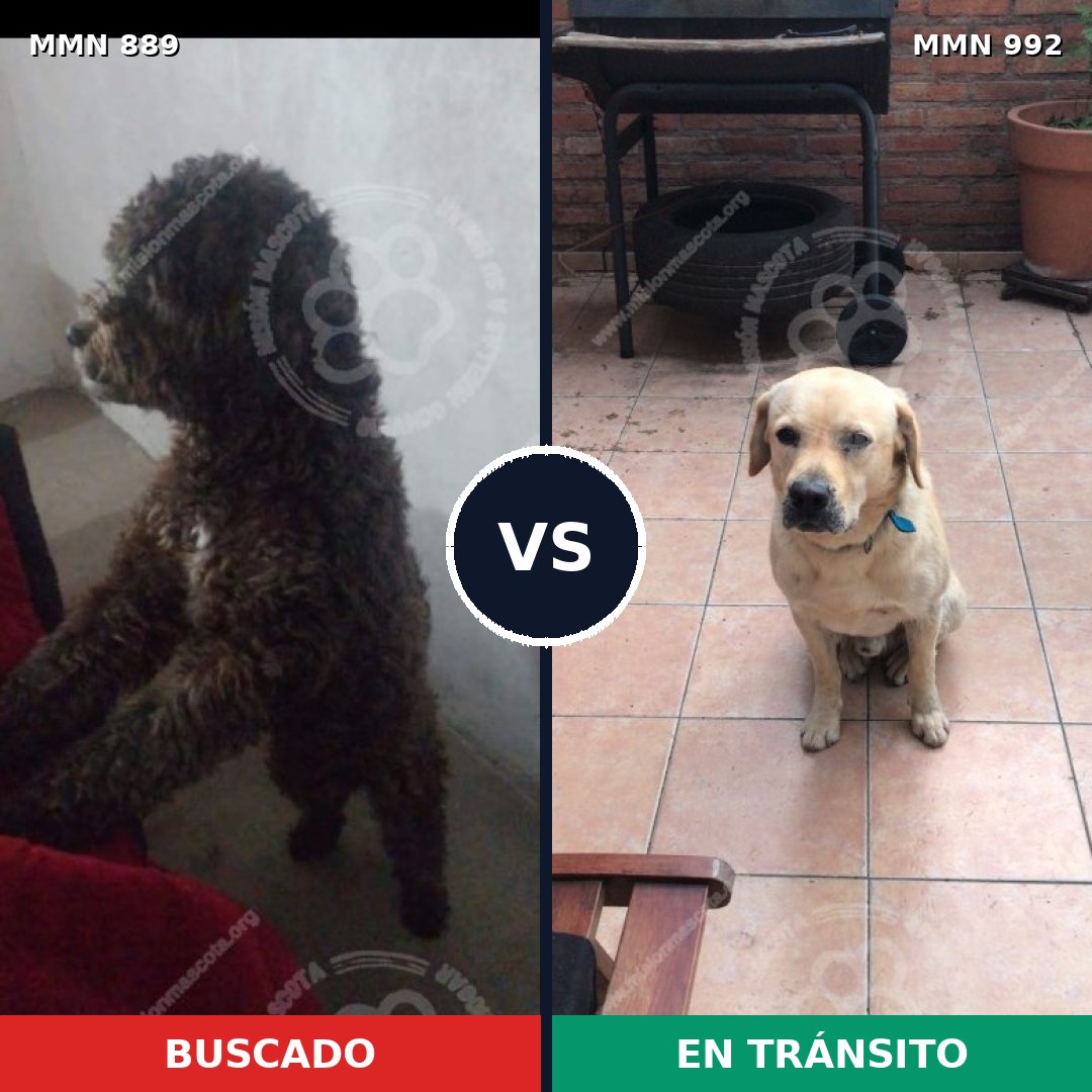 Comparativa MMS 15848: mascota perdida y mascota encontrada, 45% de similitud