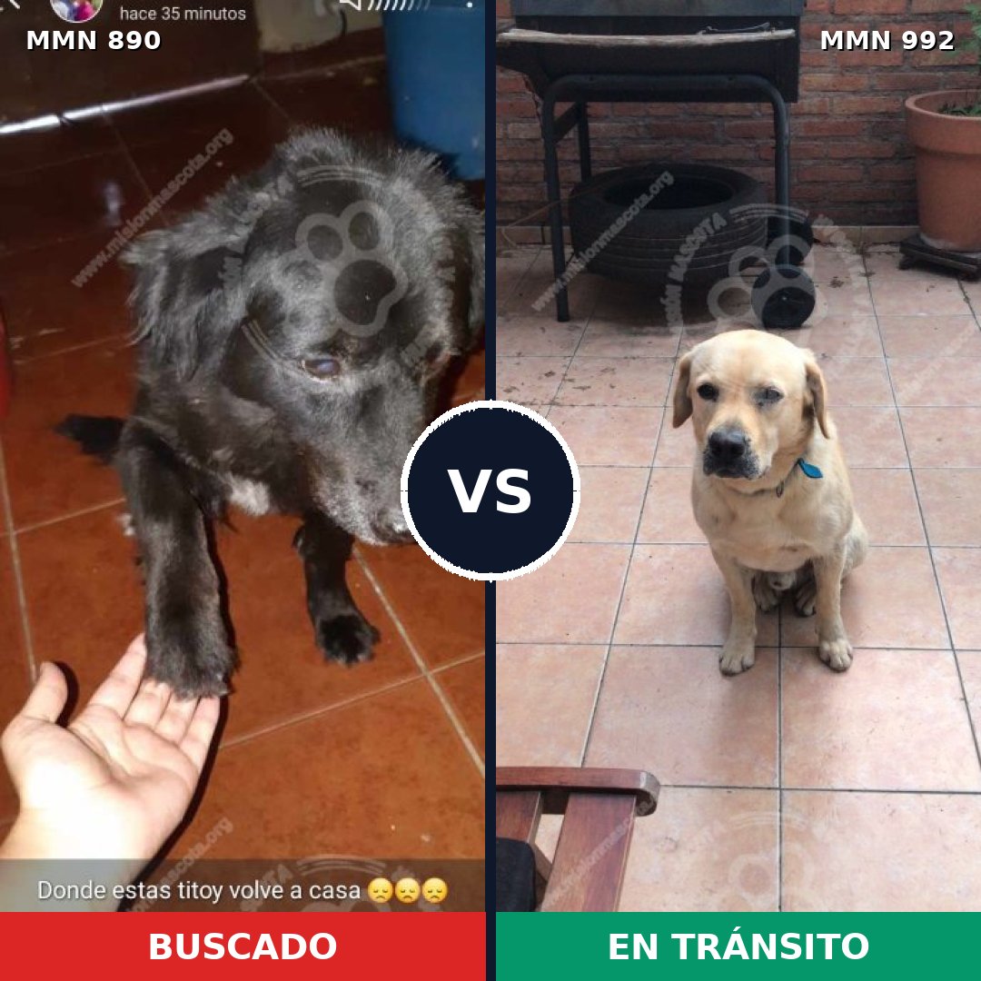 Comparativa MMS 15849: mascota perdida y mascota encontrada, 31% de similitud