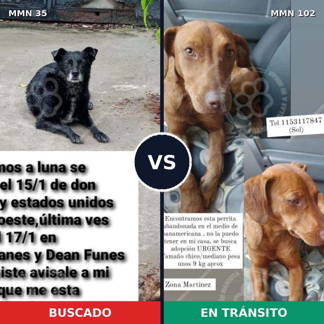 Comparativa MMS 1585: mascota perdida y mascota encontrada, 54% de similitud