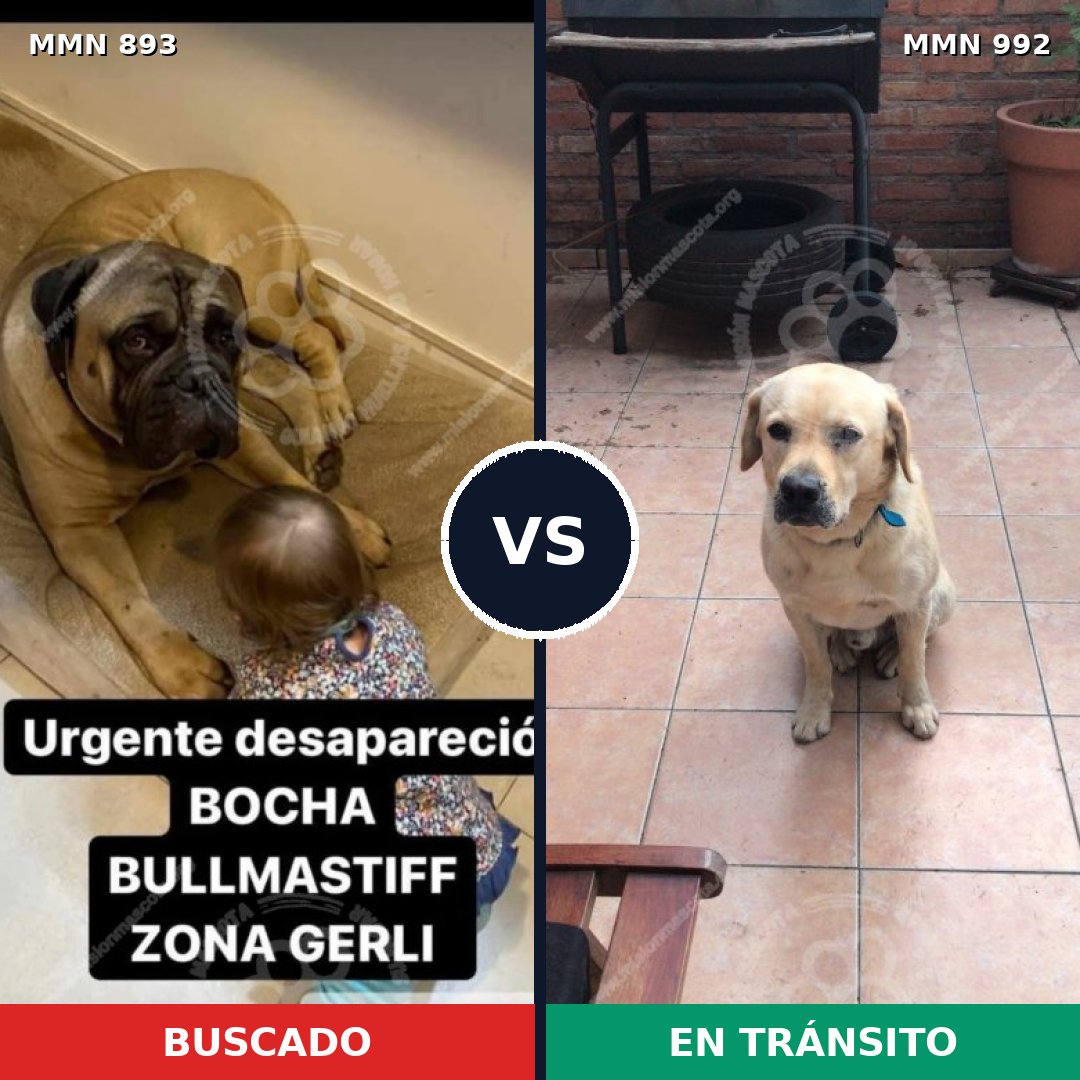 Comparativa MMS 15850: mascota perdida y mascota encontrada, 33% de similitud