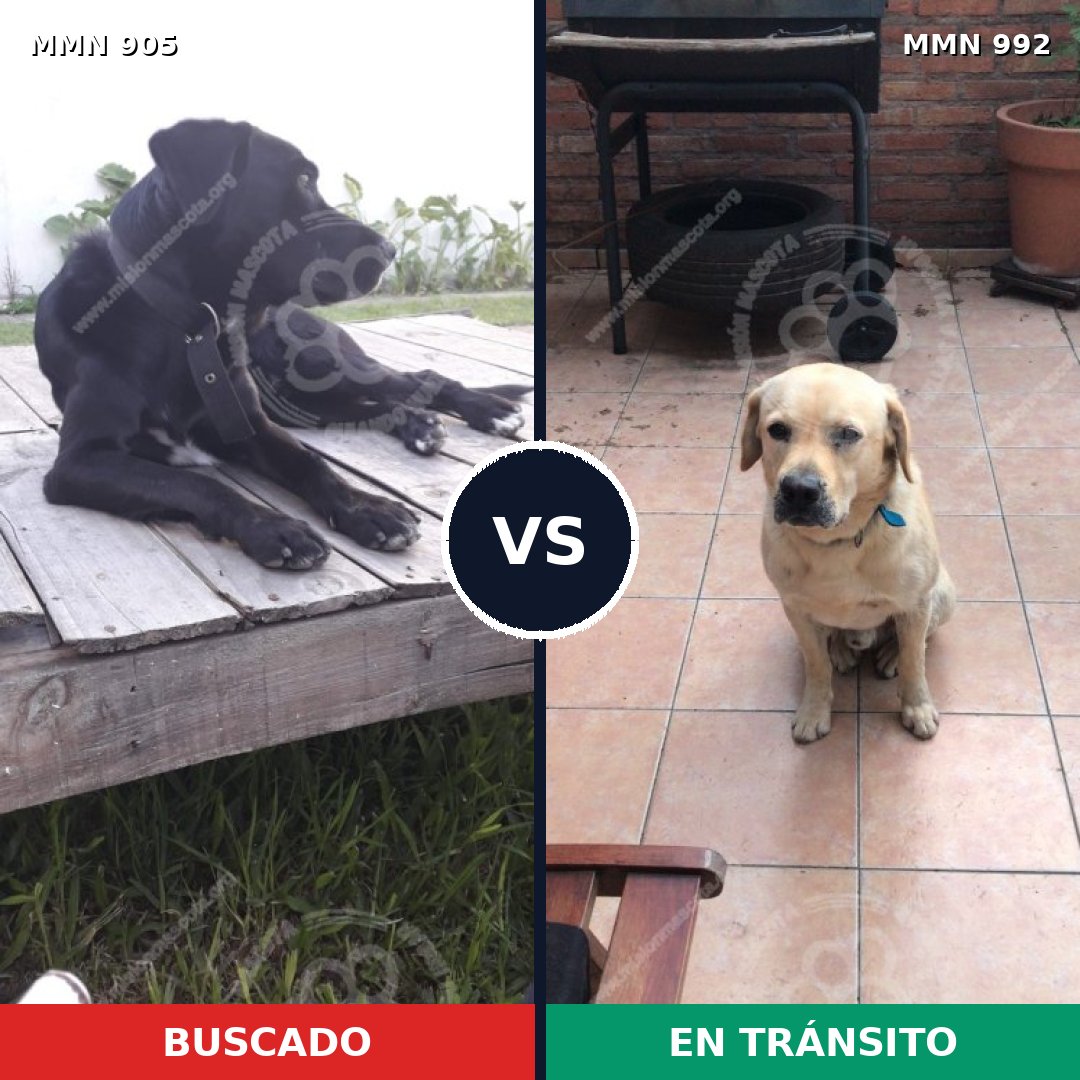Comparativa MMS 15852: mascota perdida y mascota encontrada, 48% de similitud