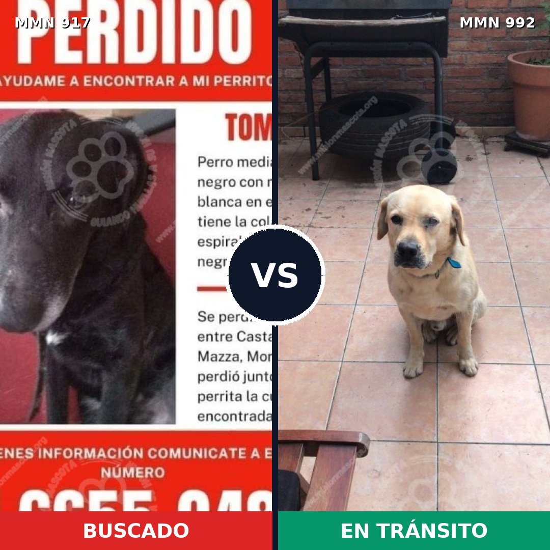 Comparativa MMS 15854: mascota perdida y mascota encontrada, 48% de similitud