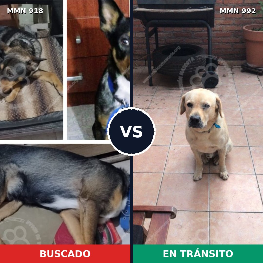 Comparativa MMS 15855: mascota perdida y mascota encontrada, 50% de similitud