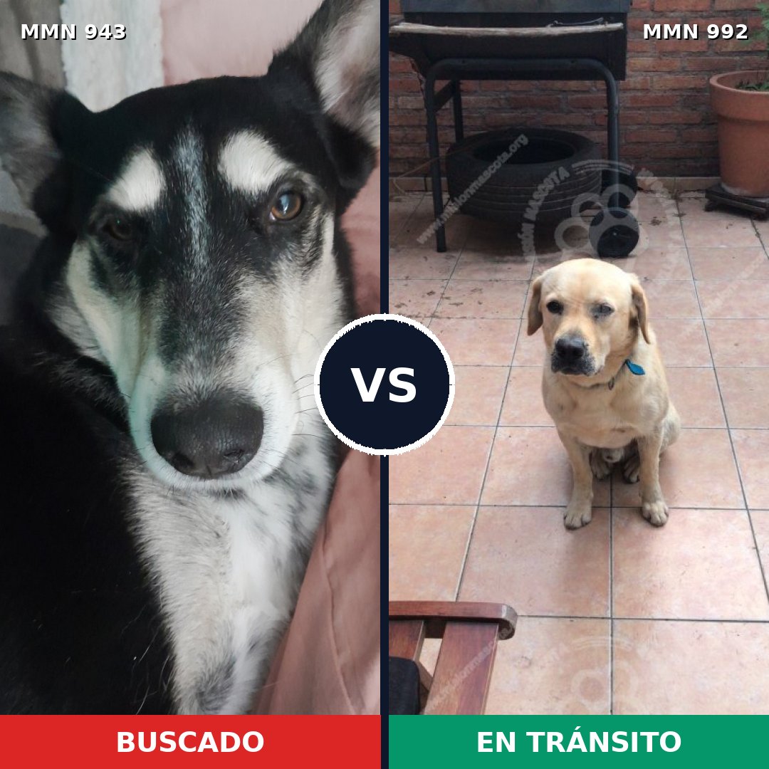 Comparativa MMS 15858: mascota perdida y mascota encontrada, 36% de similitud