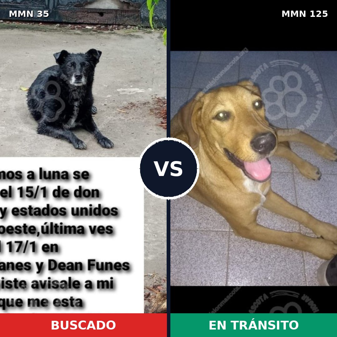 Comparativa MMS 1586: mascota perdida y mascota encontrada, 64% de similitud