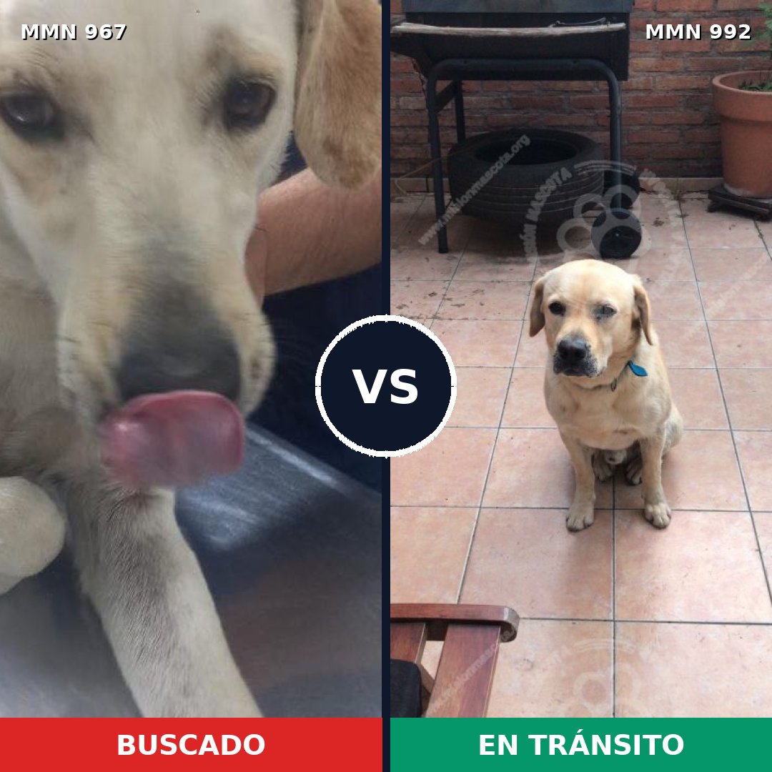 Comparativa MMS 15860: mascota perdida y mascota encontrada, 52% de similitud